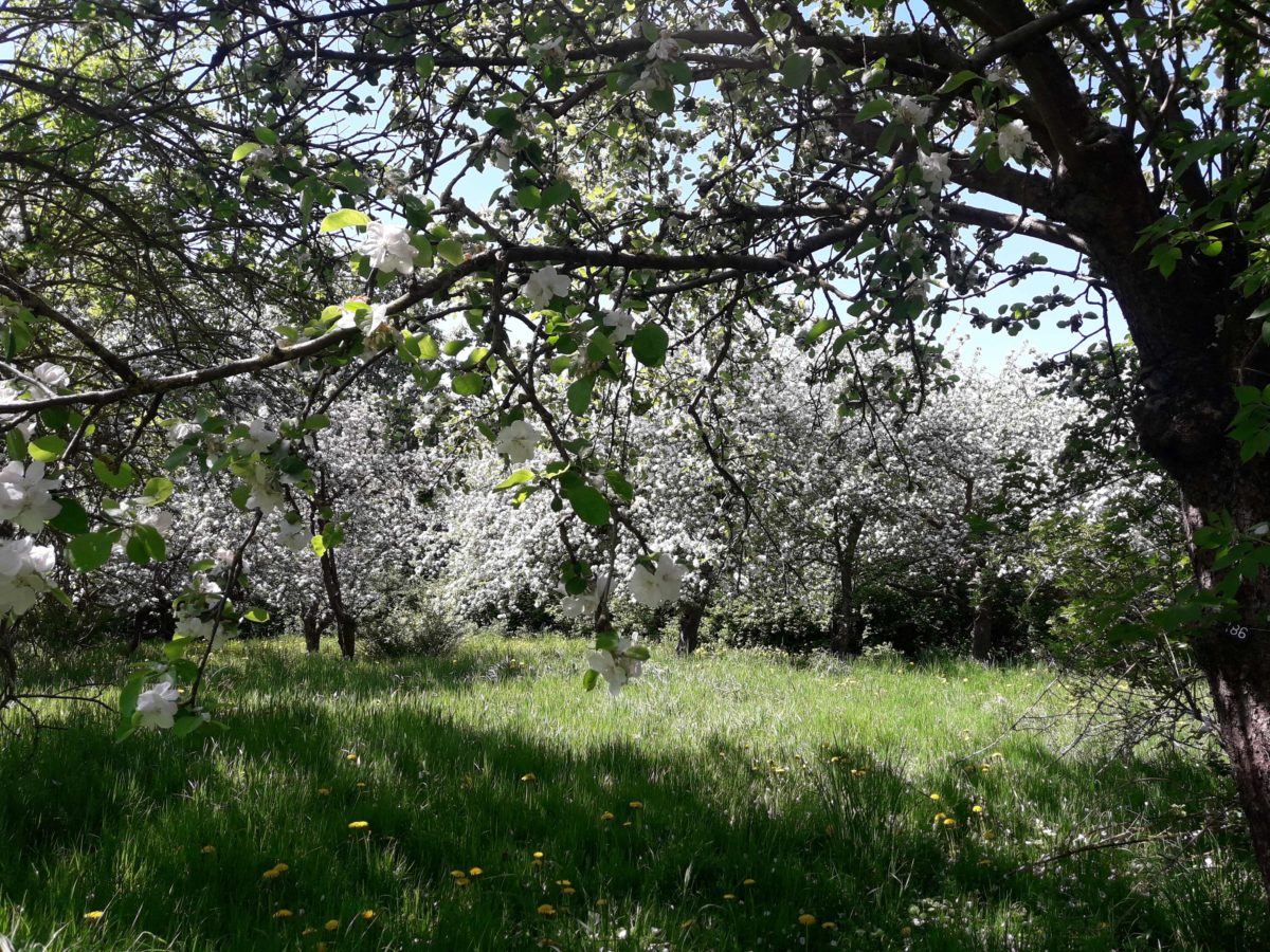 Obstgarten